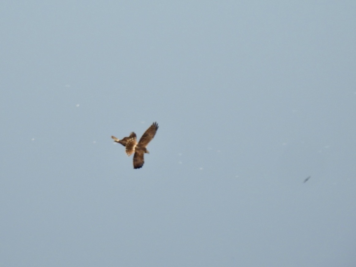 Eastern Marsh Harrier - ML645387103
