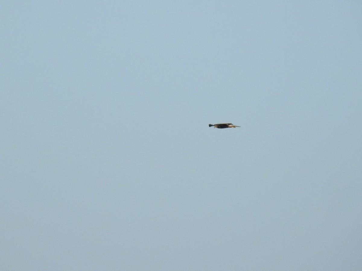 Eastern Marsh Harrier - ML645387104