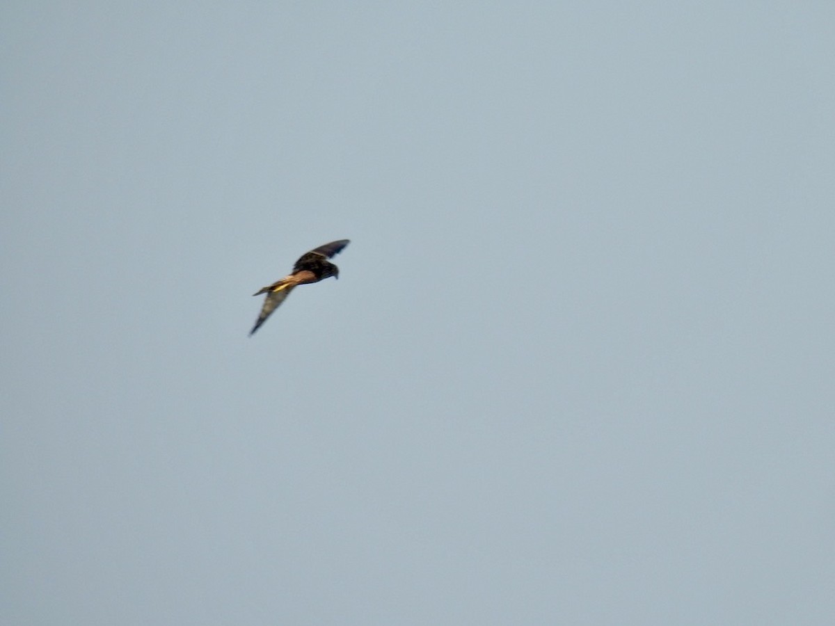 Eastern Marsh Harrier - ML645387105