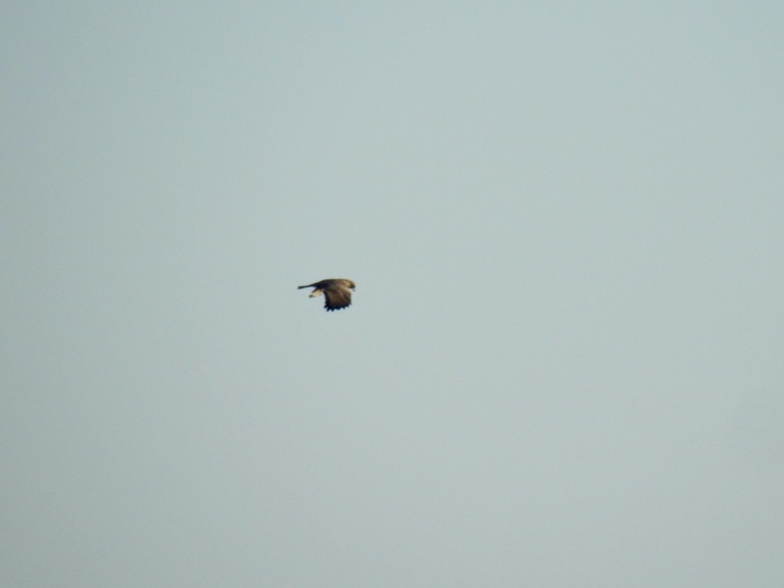 Eastern Marsh Harrier - ML645387106