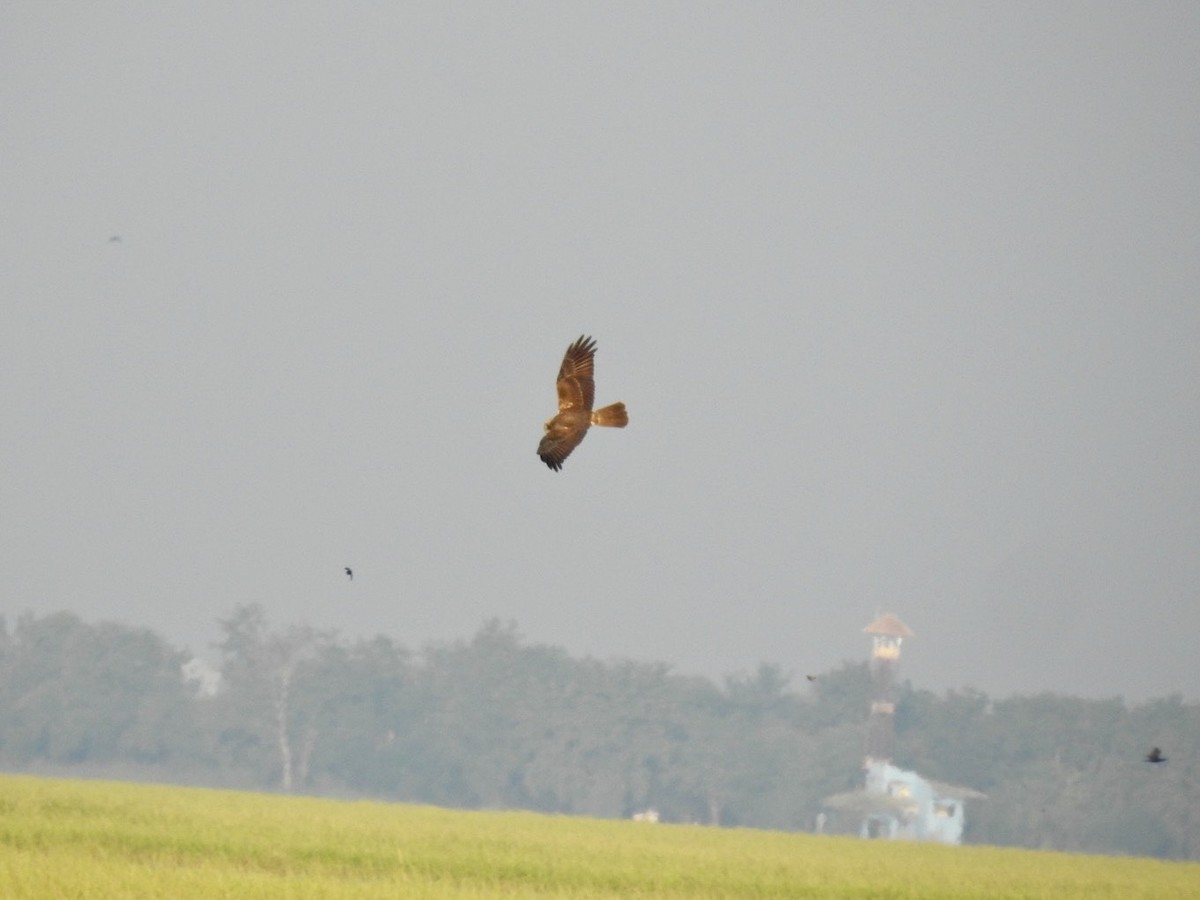 Eastern Marsh Harrier - ML645387110