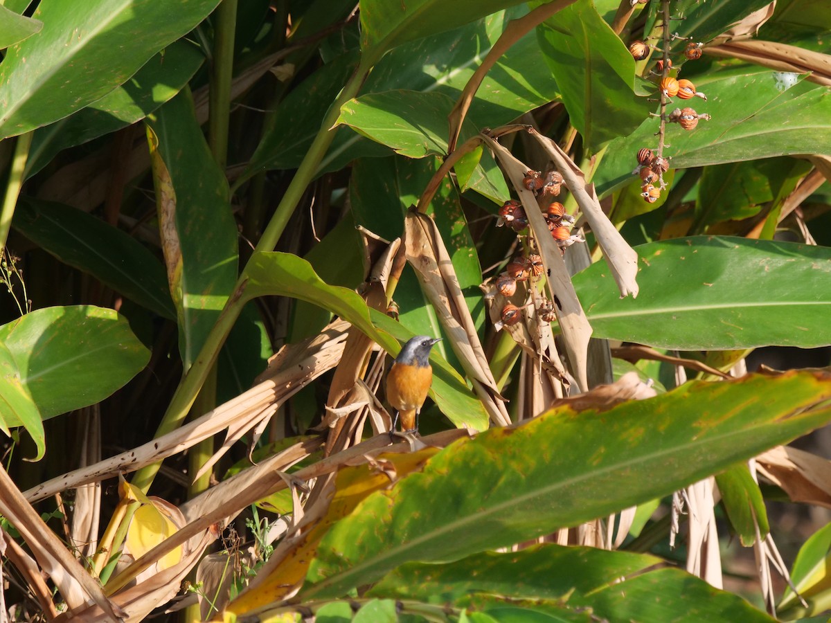 חכלילית סיבירית - ML645387122