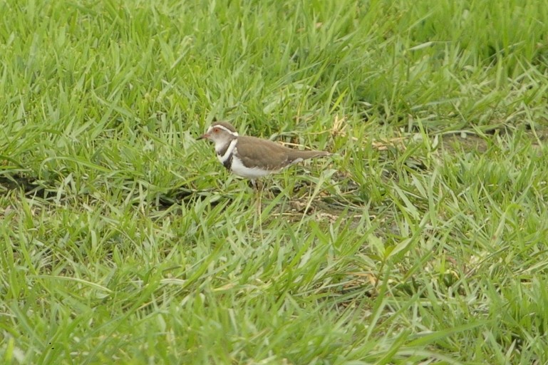 Three-banded Plover - ML645387124