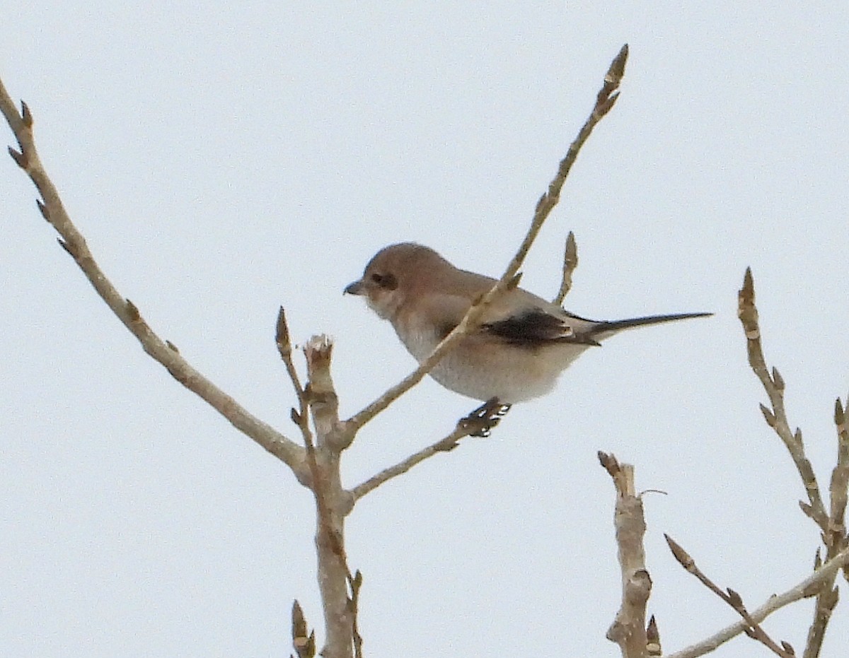 Сорокопуд північний - ML645387129