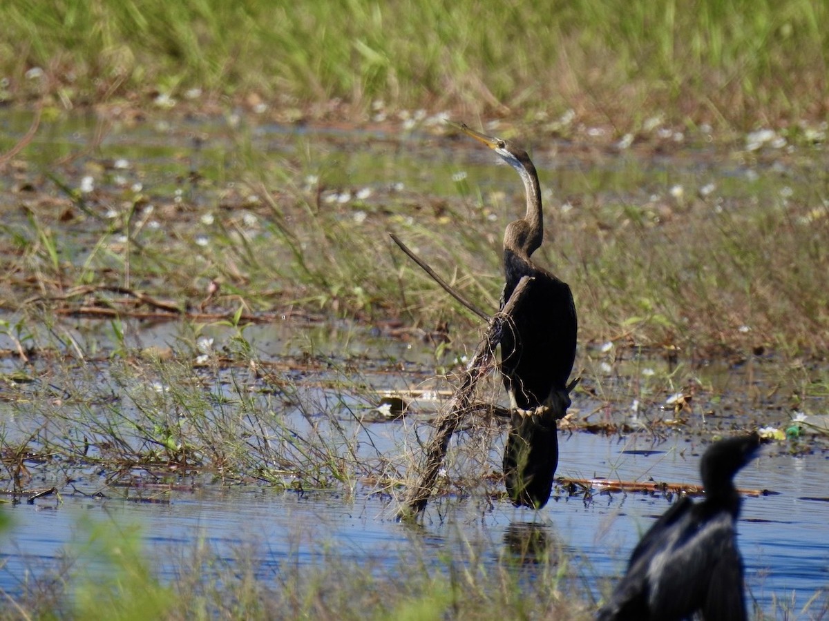 orientslangehals - ML645387144