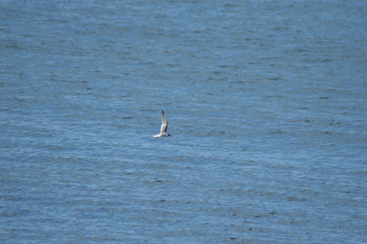 Common Tern - ML645387147