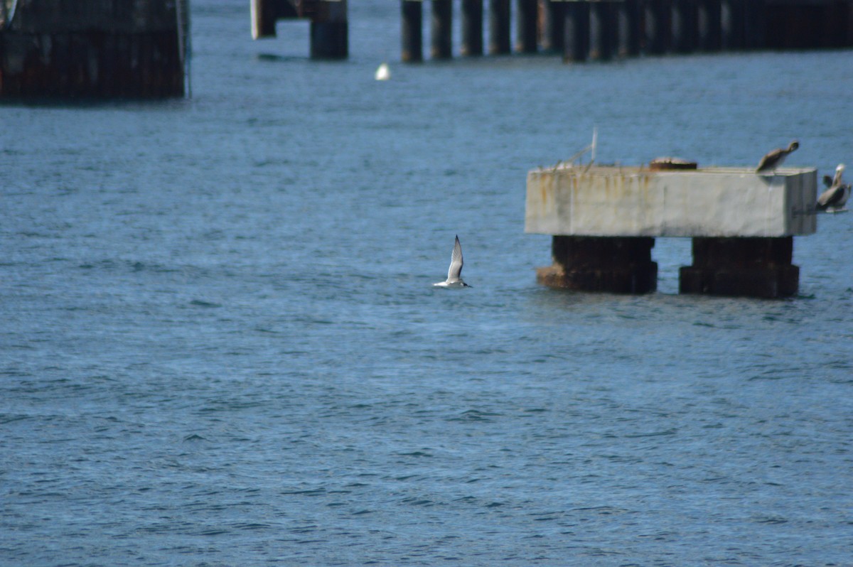 Common Tern - ML645387164