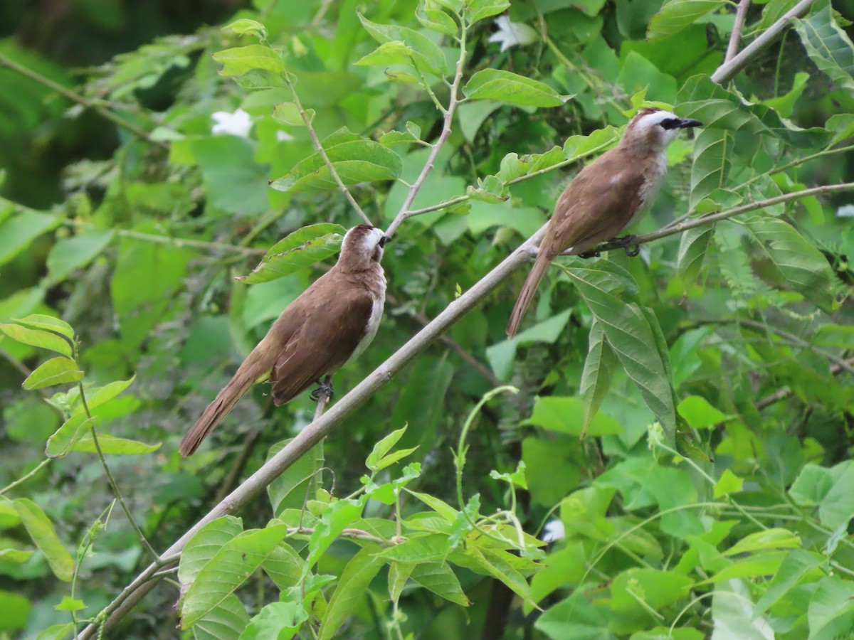 Yellow-vented Bulbul (Philippine) - ML645387168