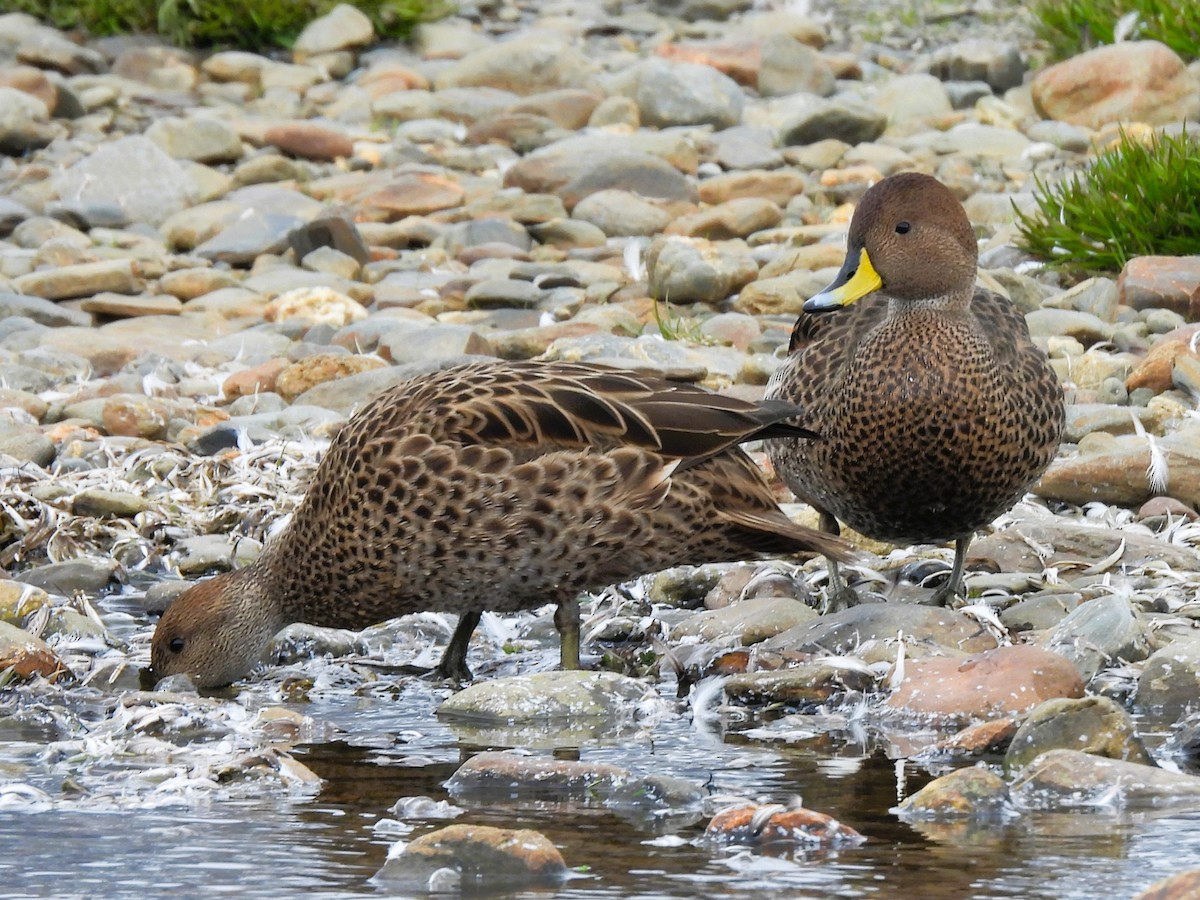 Yellow-billed Pintail (South Georgia) - ML645387185