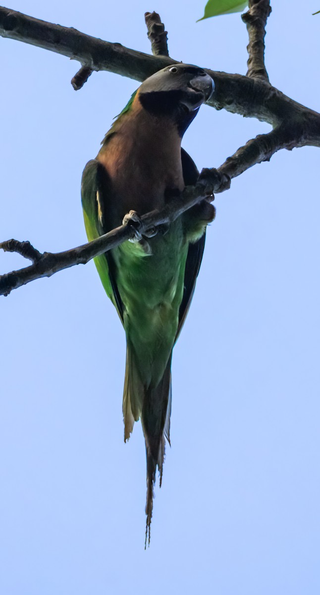 Red-breasted Parakeet - ML645387192