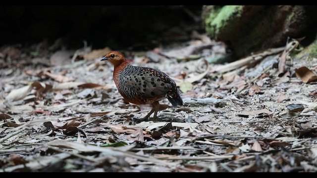 Ferruginous Partridge - ML645387223