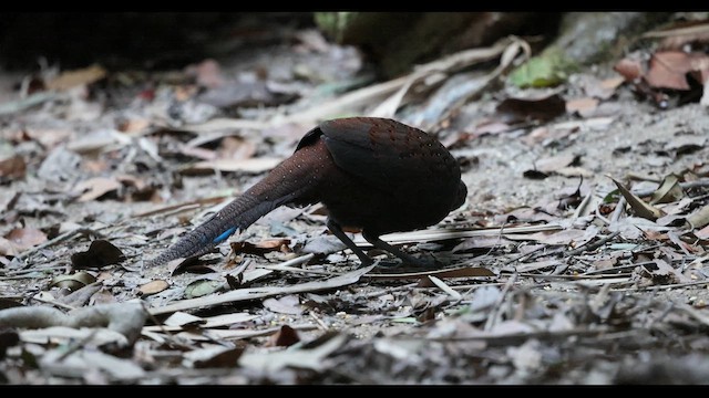 Mountain Peacock-Pheasant - ML645387230