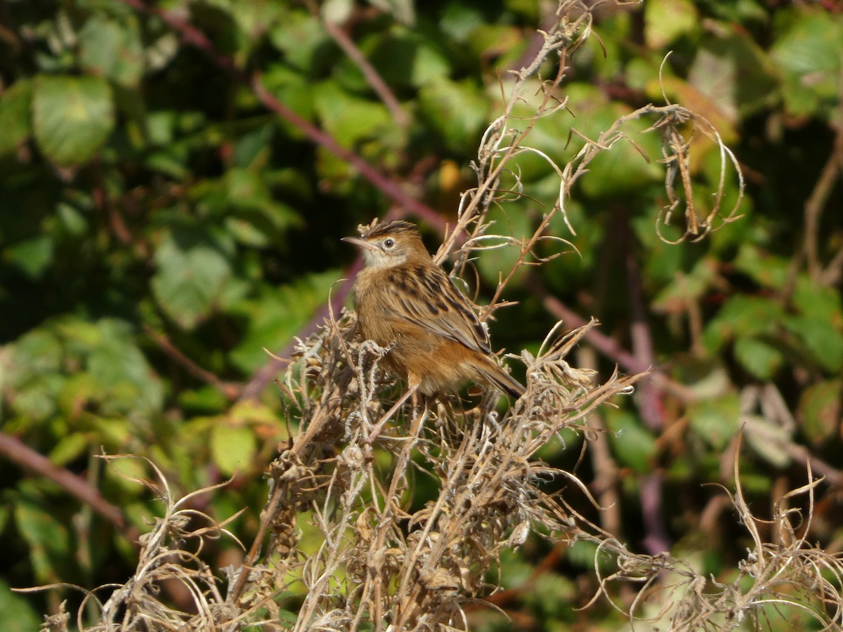 棕扇尾鶯 - ML645387233