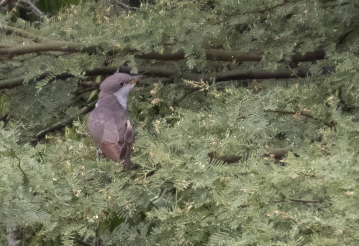 Yellow-billed Cuckoo - ML645387255