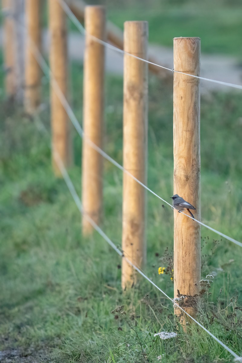 Black Redstart - ML645387256