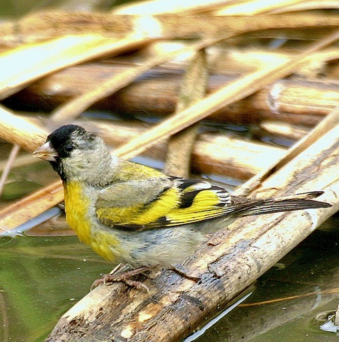 Lawrence's Goldfinch - ML645387261