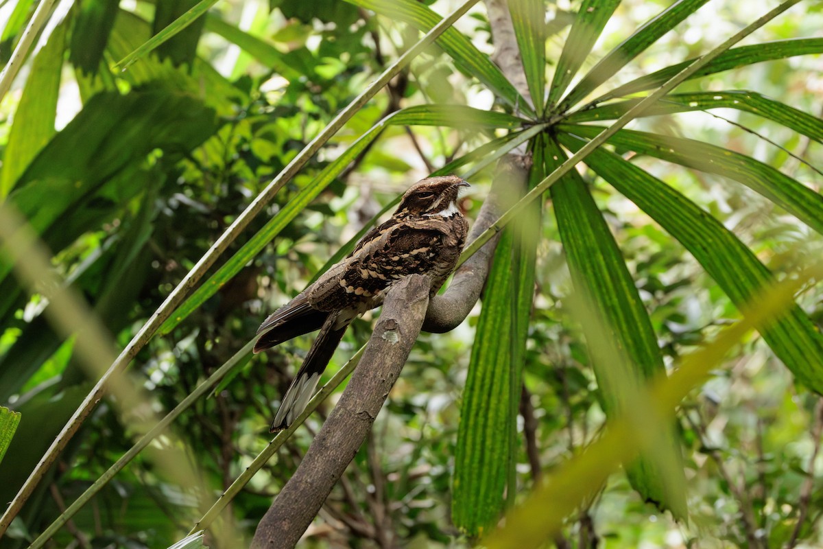 Large-tailed Nightjar - ML645387266