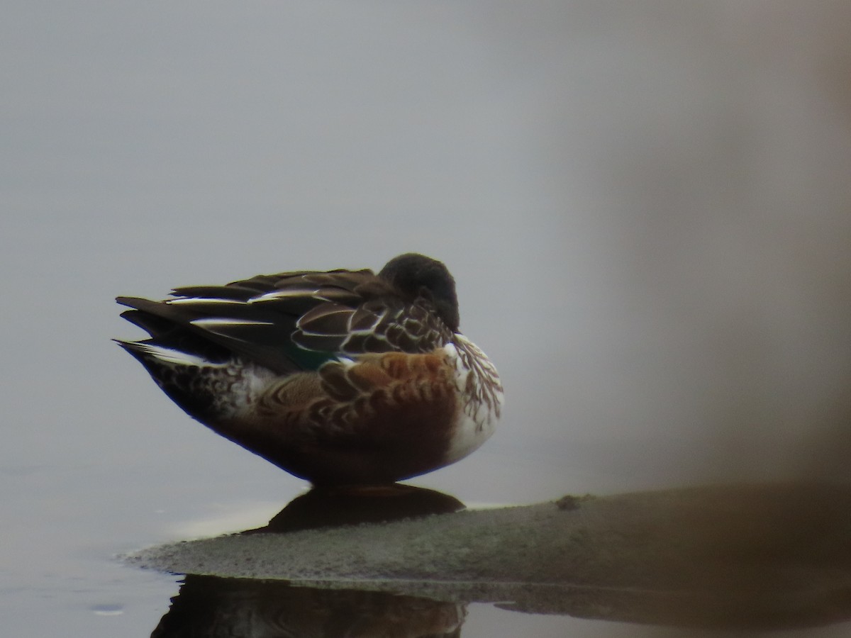 Northern Shoveler - ML645387267