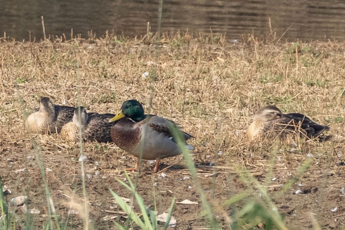 Mallard - ML645387287