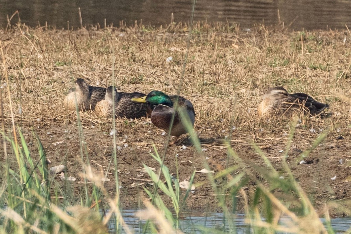 Mallard - ML645387288