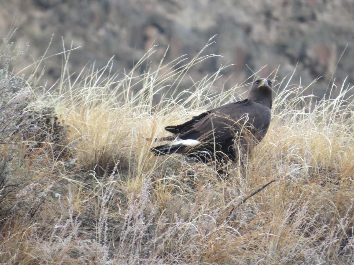 Golden Eagle - ML645387304