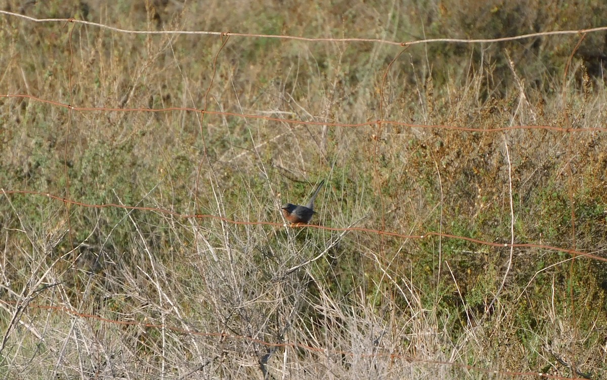 Magnanina comune - ML645387314