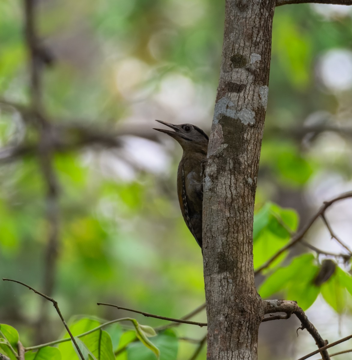 Жовна сива - ML645387315