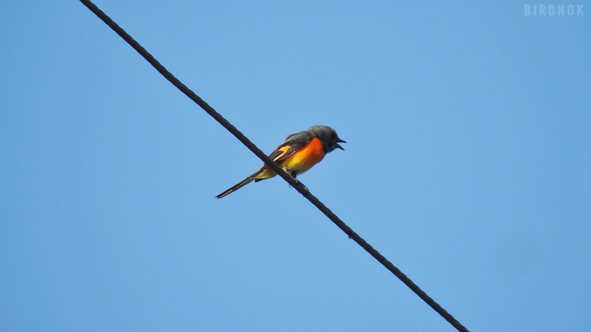 Small Minivet - ML645387339