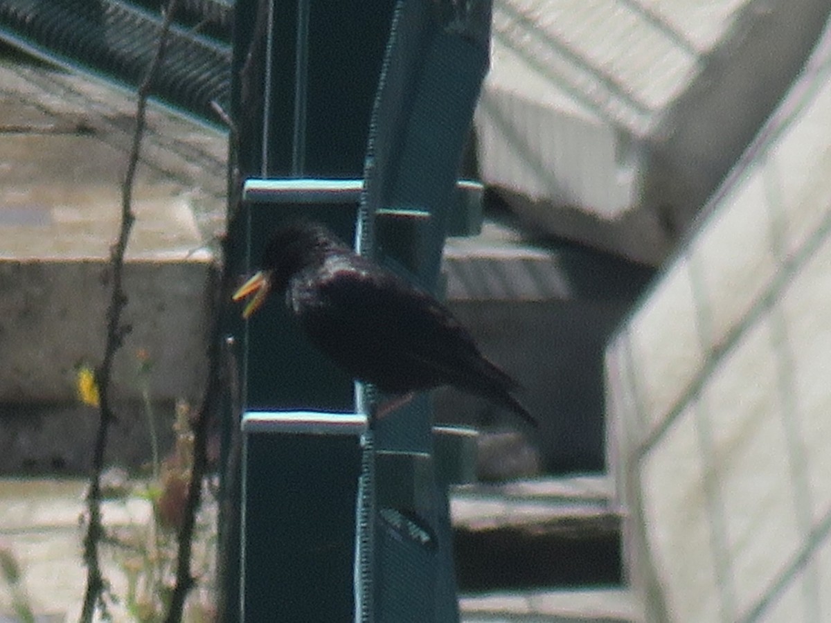 Arabazozo beltza - ML645387354