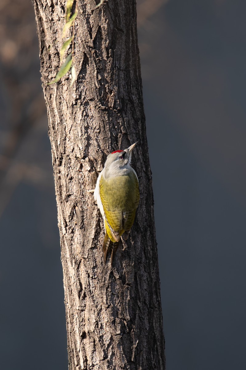 Жовна сива - ML645387364