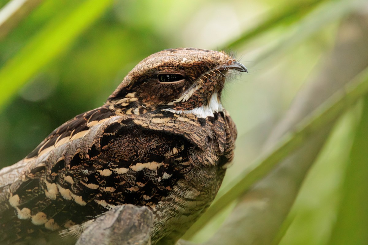 Large-tailed Nightjar - ML645387365