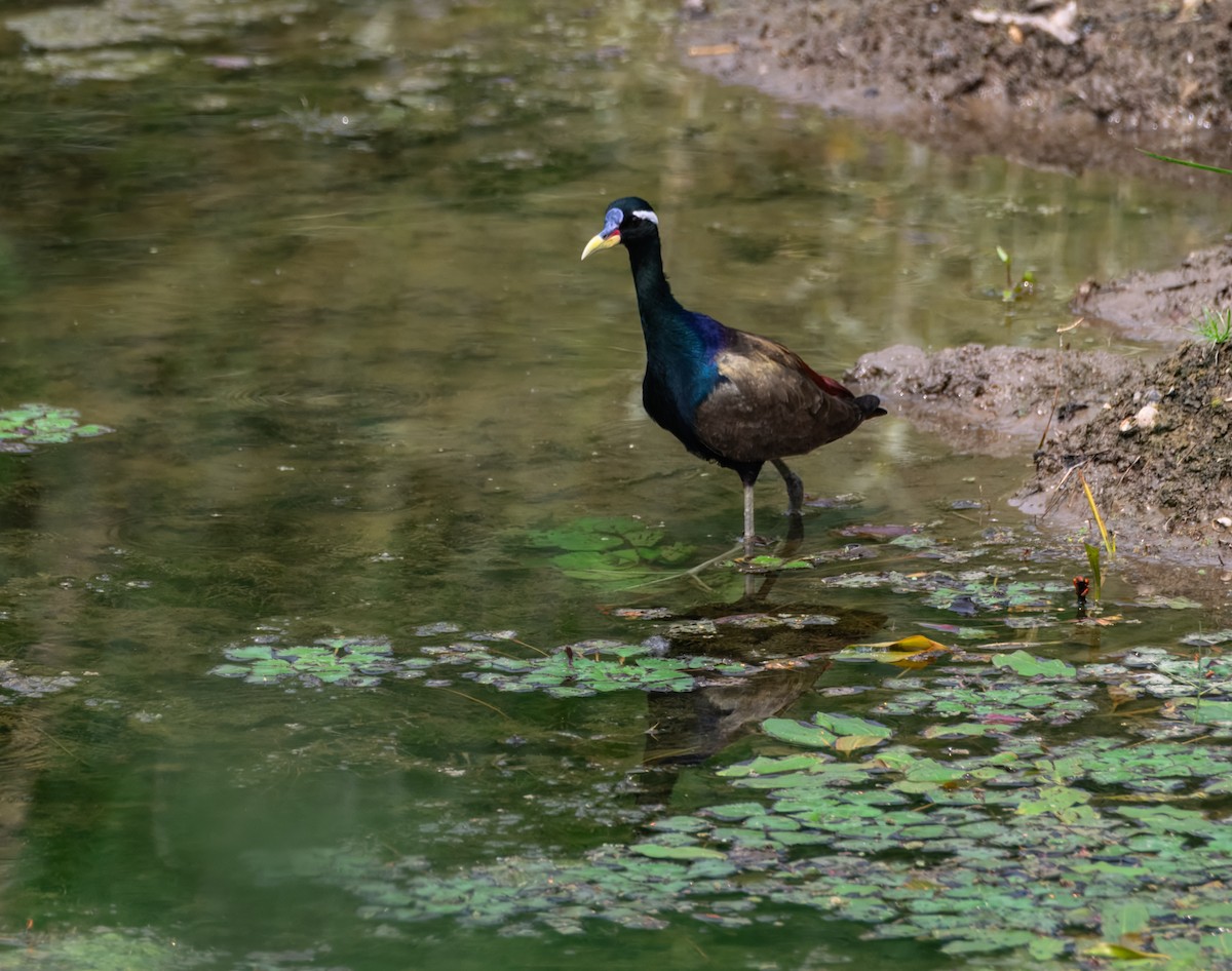 Бронзовокрылая якана - ML645387367