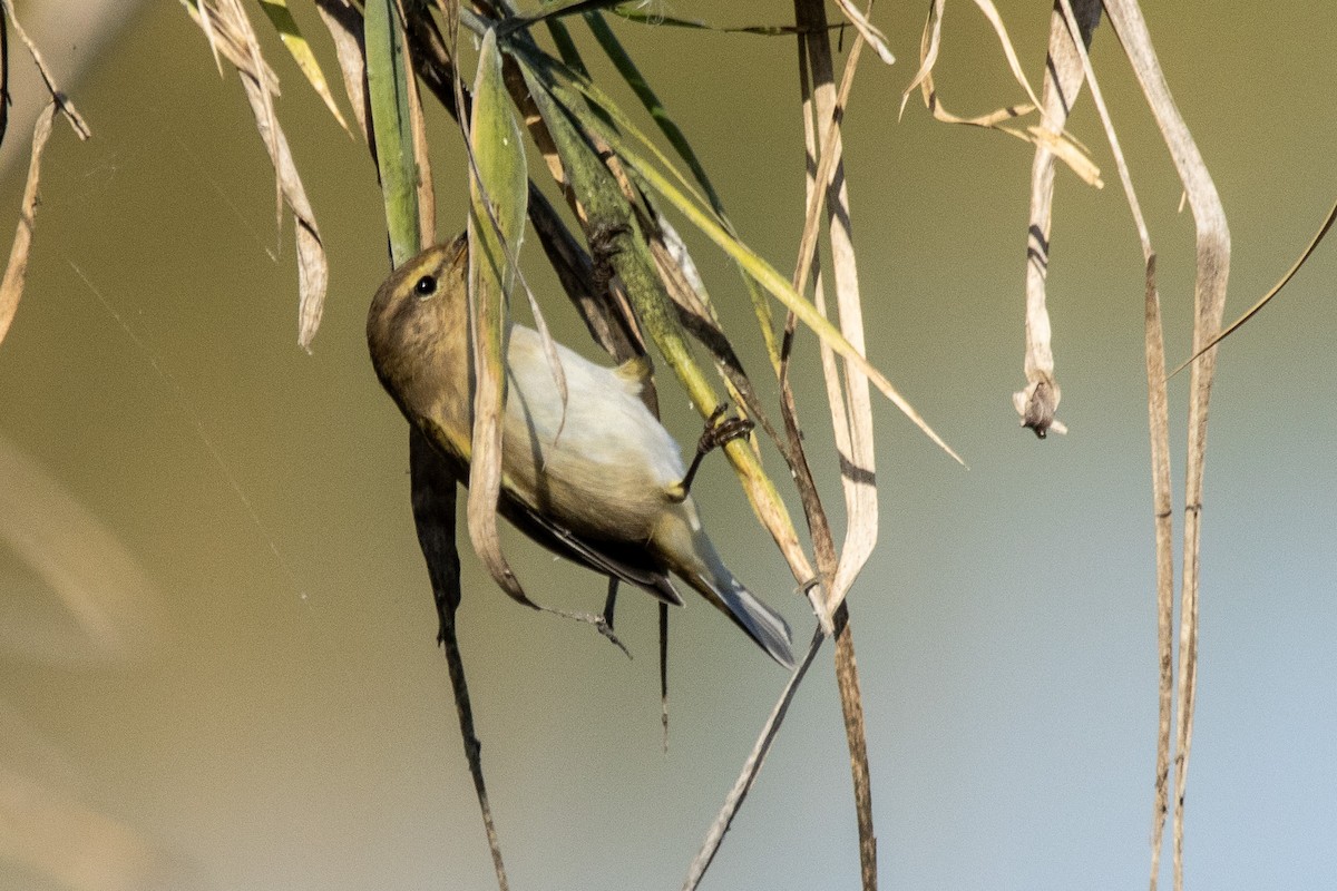Common Chiffchaff - ML645387368