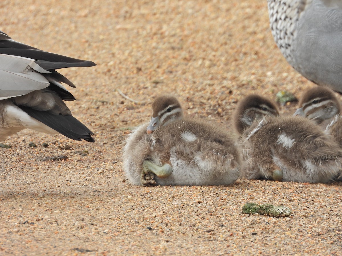 Maned Duck - ML645387370