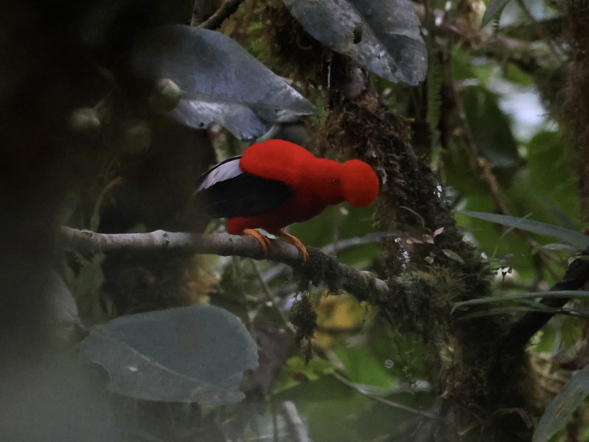 Andean Cock-of-the-rock - ML645387371
