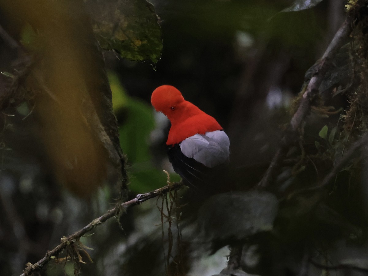 Andean Cock-of-the-rock - ML645387372