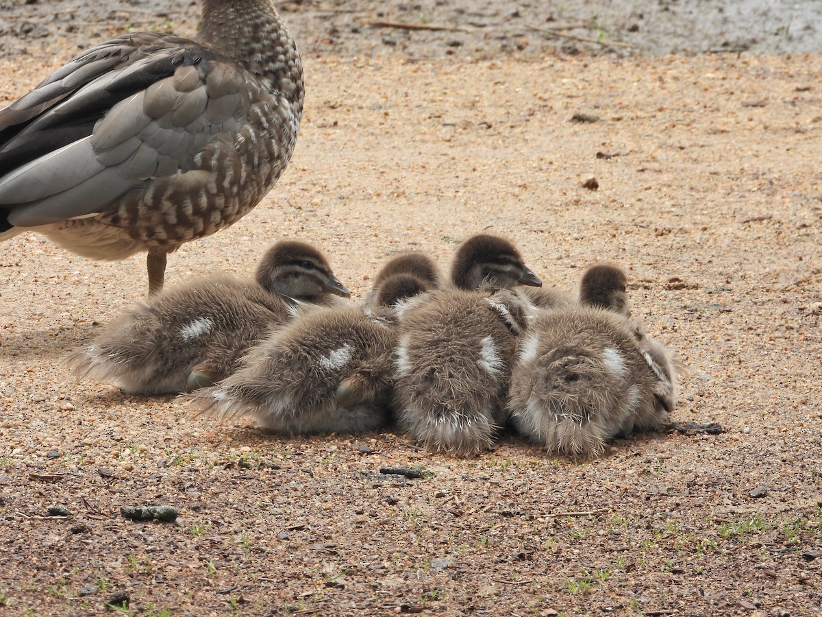 Maned Duck - ML645387373
