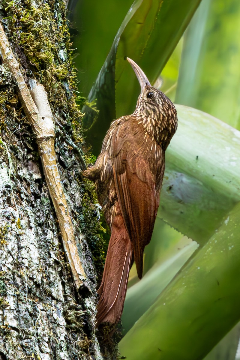 Streak-headed Woodcreeper - ML645387374