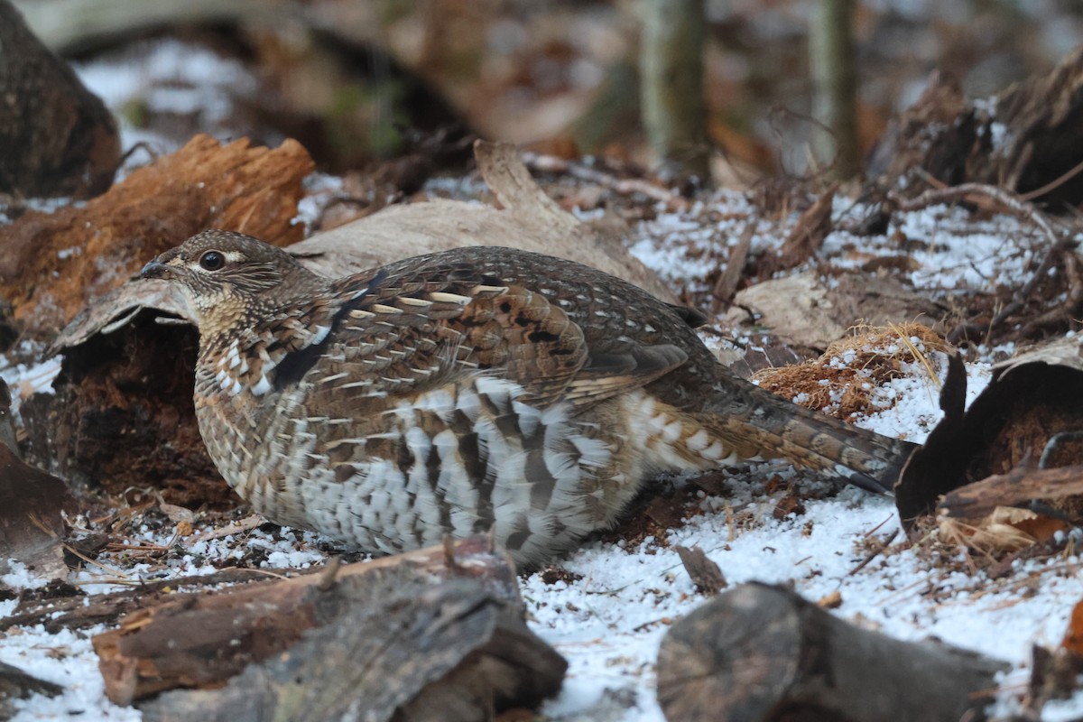 Ruffed Grouse - ML645387375