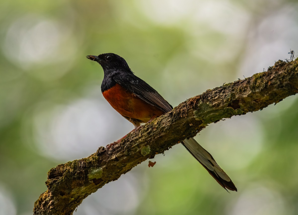 White-rumped Shama - ML645387376