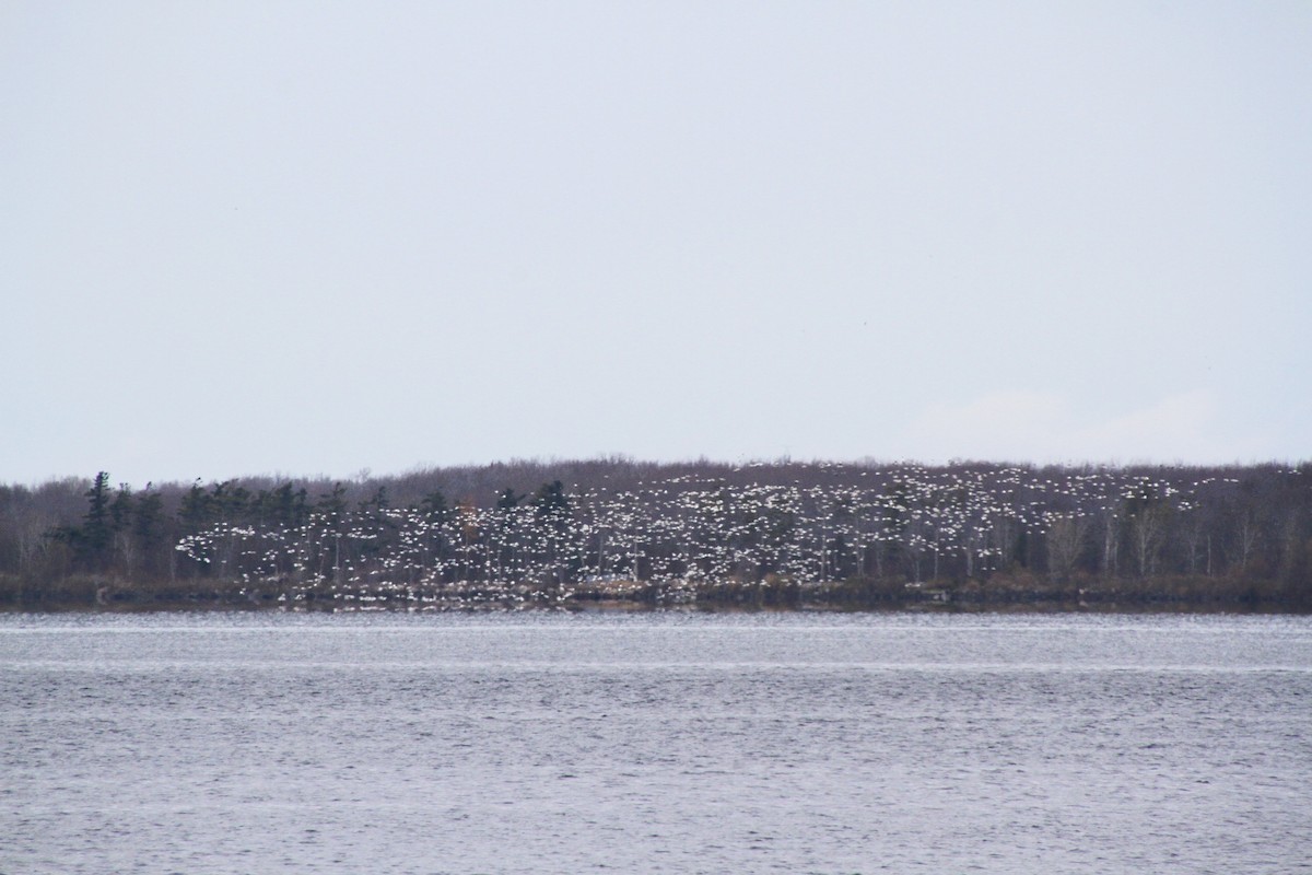 Snow Goose - ML645387377