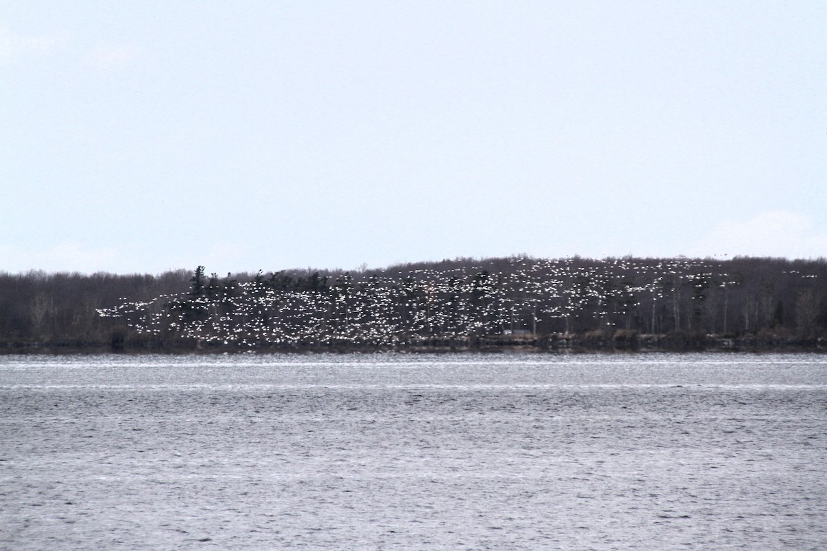 Snow Goose - ML645387378