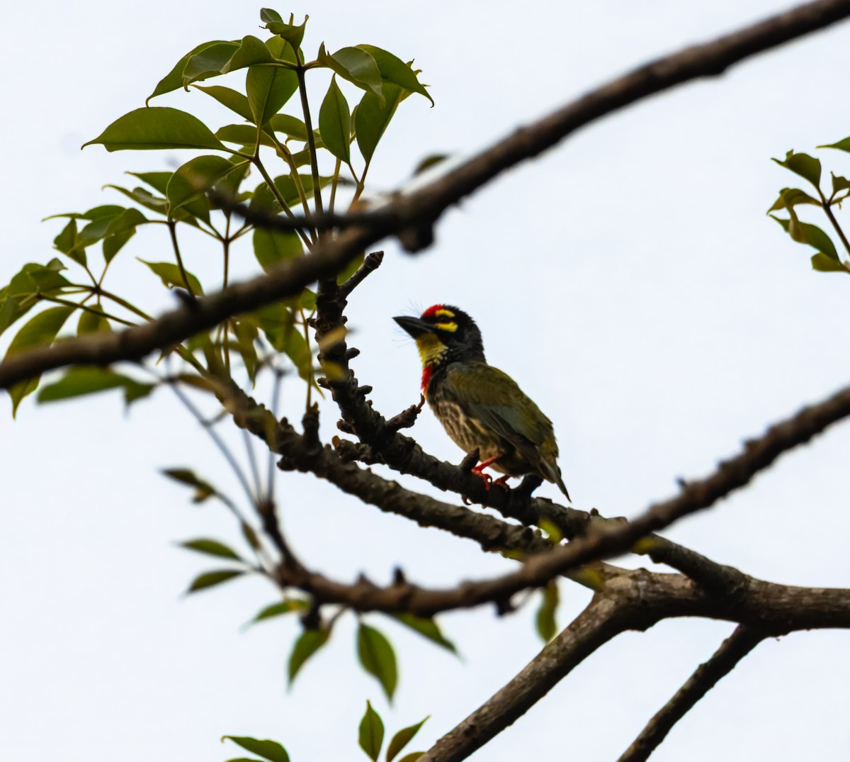 Coppersmith Barbet - ML645387379