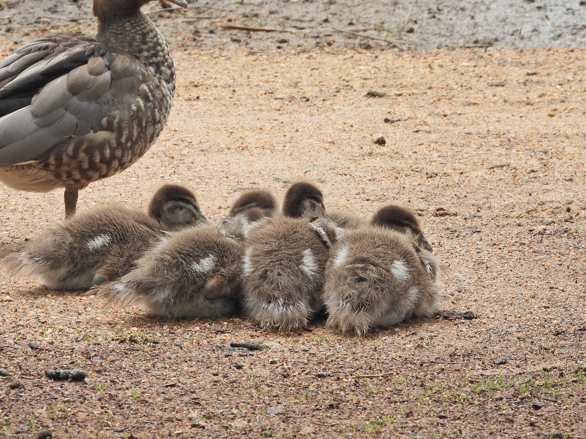 Maned Duck - ML645387380