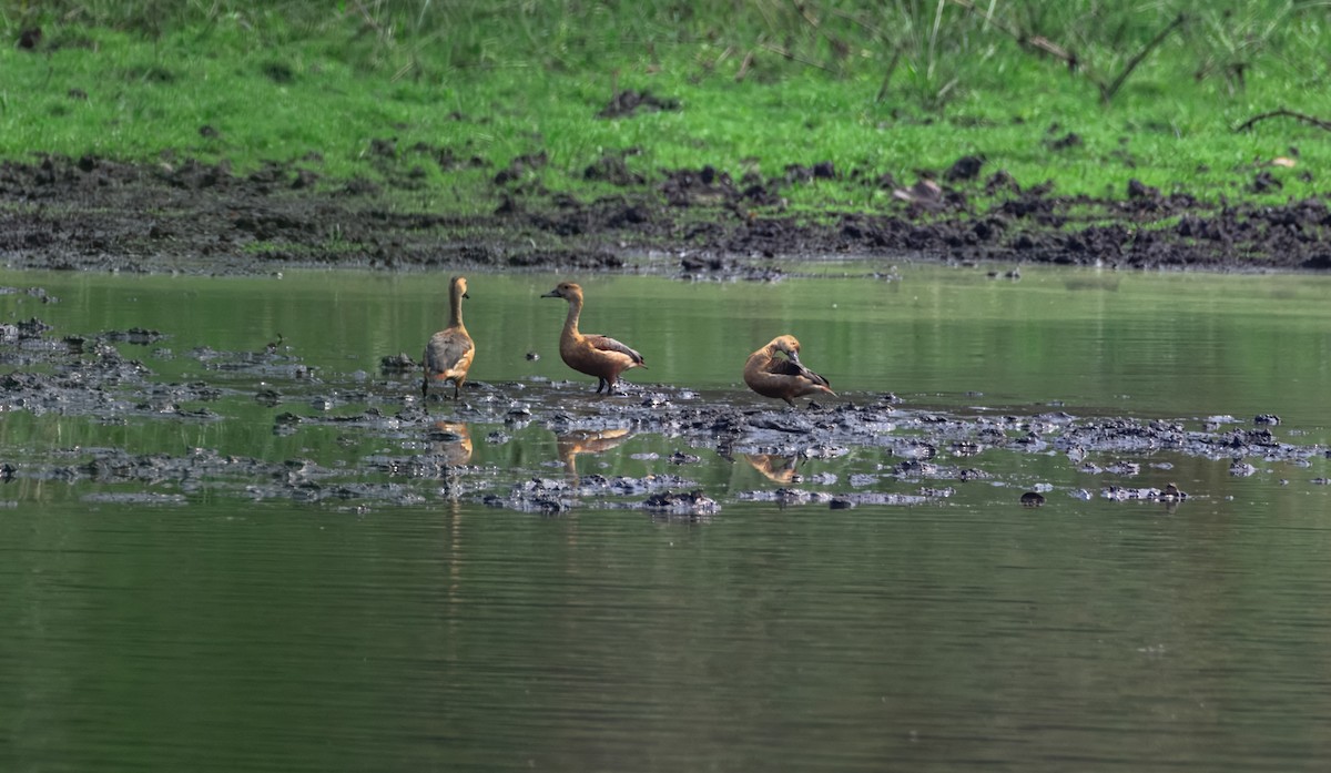 Lesser Whistling-Duck - ML645387381