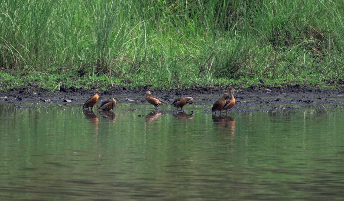 Lesser Whistling-Duck - ML645387382