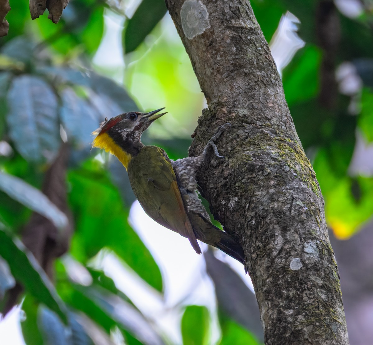 Lesser Yellownape - ML645387383