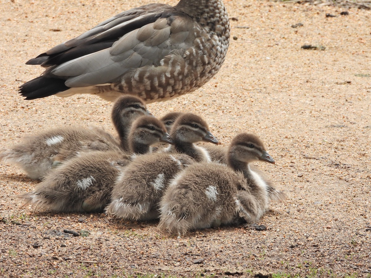 Maned Duck - ML645387384