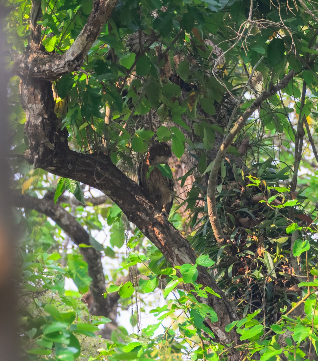 Brown Fish-Owl - ML645387388