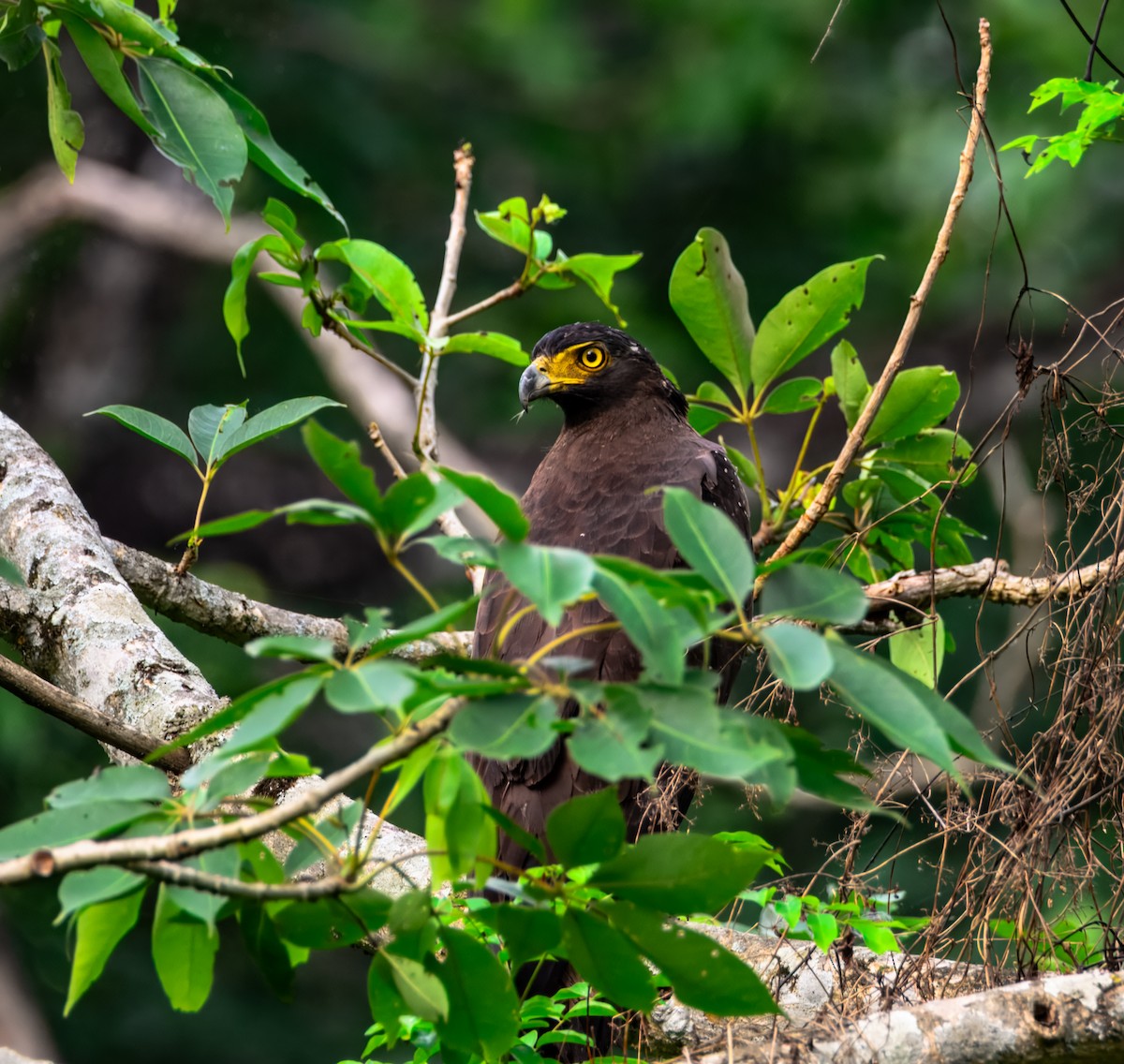 Crested Serpent-Eagle - ML645387390